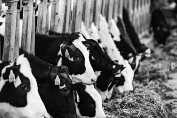 cows in the farm