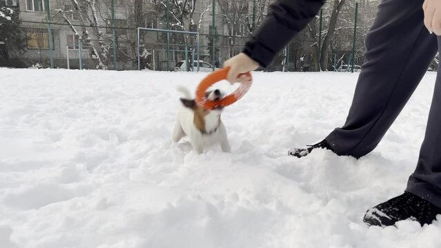 Game with dog jack russell terrier in the snow. Pulling the ring with the dog, positive emotions from walking the dog in the snow.