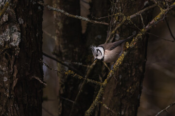 close-up from a crested tit