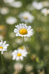 daisies in a field