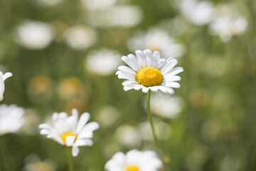daisies in a meadow