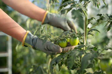 hand picking tomato