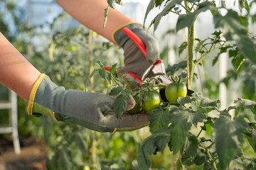 Hands of gardener cutting tomatoes