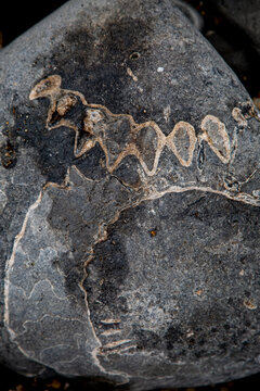 Ammonite Rock Impressions. Remarkable fossil remains of marine creatures from the Jurassic seas of 180 million years ago.