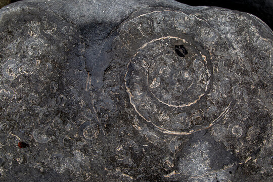Ammonite Rock Impressions. Remarkable fossil remains of marine creatures from the Jurassic seas of 180 million years ago.