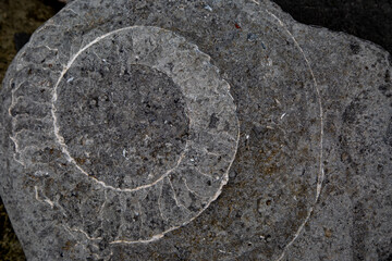 Ammonite Rock Impressions. Remarkable fossil remains of marine creatures from the Jurassic seas of 180 million years ago.
