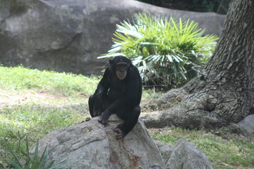 chimp in the zoo