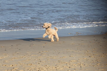Pet dog playing on Walcott beach Norfolk