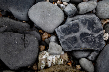 Ammonite Rock Impressions. Remarkable fossil remains of marine creatures from the Jurassic seas of 180 million years ago.