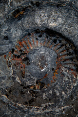 Ammonite Rock Impressions. Remarkable fossil remains of marine creatures from the Jurassic seas of 180 million years ago. © Angela
