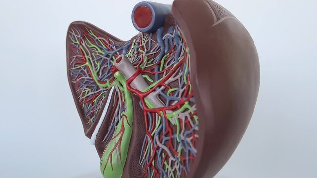 Human liver anatomy closeup. Realistic anatomy structure of liver organ of hepatic system and organ of digestive gallbladder. Human liver model for medicines pharmacy and education