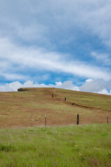 Grassy Hillside Trail Blue Sky at Coyote Wall in the Columbia River Gorge in Oregon & Washington