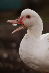 white duck in the water