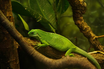 Lizard