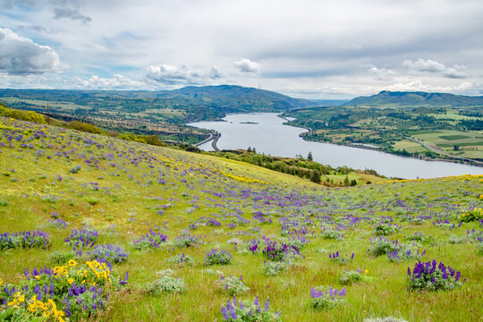 Grassy Hillside Springtime Flower Bloom at Coyote Wall Overlooking the Columbia River Gorge in Oregon & Washington