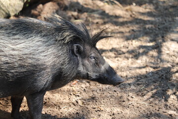 Wild boar in the woods