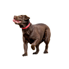 side view of a chocolate labrador retriever looking up