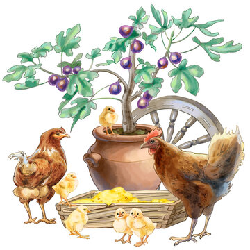 Drawing of chickens in a poultry yard or farm. High quality illustration
