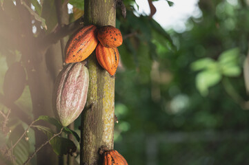Group of cacao pod