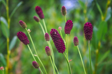 Beautiful red flower on green natural background. Macro. Sanguisorba officinalis.