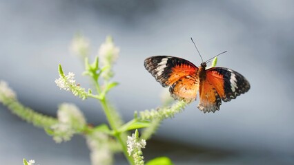 Butterfly is orange black wings and fly on flower in morning on white flower cluster of a Butterfly...