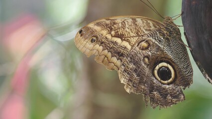 Close up of a brown butterfly It has an unusual but beautiful pattern. perched on a tree