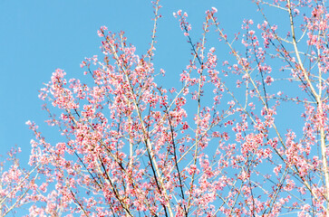 Wild Himalayan Cherry (Prunus cerasoides) with blue sky