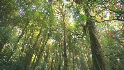 Obraz premium Wild pine forest with green moss under trees beautiful sunny and sunrise in the forest