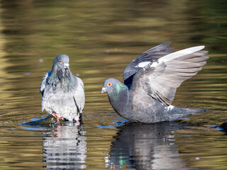 Pigeon Bathing in a Lake