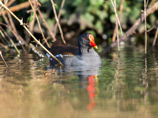 Moorhen Swimming in a Lake