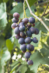 Ripe juicy blue wine grapes in organic garden on a blurred background of greenery, rich fruit harvest. Close up macro.  Selective focus.