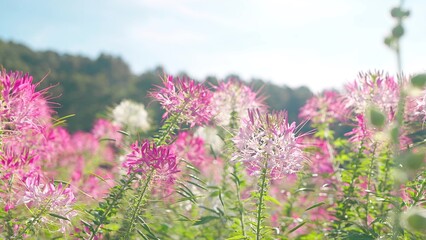 Obraz premium Beautiful colorful spider flowers blossom in the flower field and beautiful sky