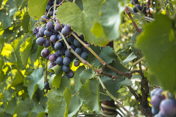 Ripe juicy blue wine grapes in organic garden on a blurred background. Eco-friendly natural products, rich fruit harvest. Close up macro.  Copy space for your text. Selective focus.