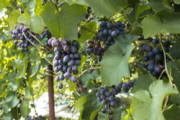 Ripe juicy blue wine grapes in garden on a blurred background of greenery. Eco-friendly natural...