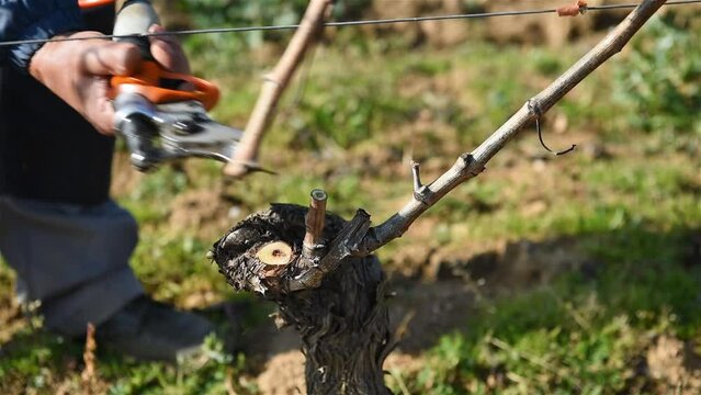 Winegrower pruning the vineyard with professional battery scissors. Traditional agriculture. Winter pruning, Guyot method. Footage.