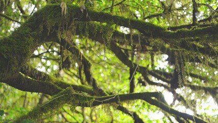Obraz premium A tree branch with moss on a branch in a forest