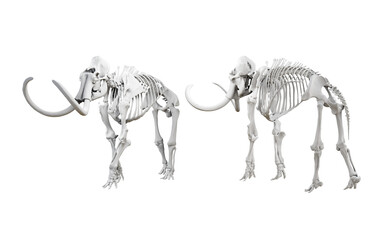 3d rendering of mammoth elephant skull fossil perspective view angle