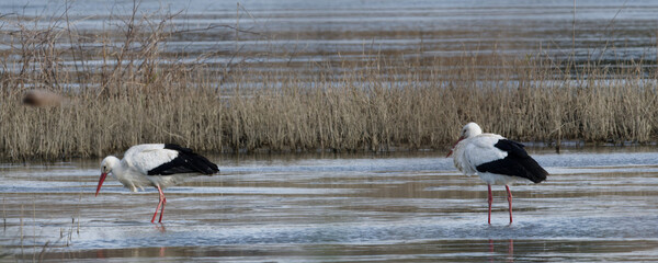 cigogne blanche - ciconia ciconia
