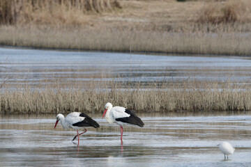 cigogne blanche - ciconia ciconia
