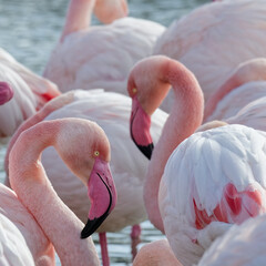 Naklejka premium flamant rose - phoenicopterus roseus 