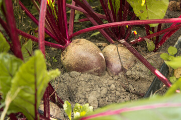 Ripe beets in the organic garden beds. Eco-friendly natural products, rich harvest. Close up macro....