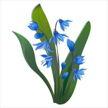 Set of blue spring squill leaf and stem vector flowers, symbol of spring and spring holidays