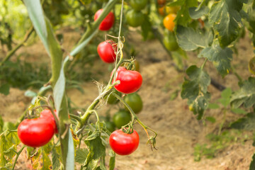 ripe and unripe tomatoes in organic garden on a blurred background. Eco natural products, rich fruit harvest. Close up macro.  Copy space for your text. Selective focus.