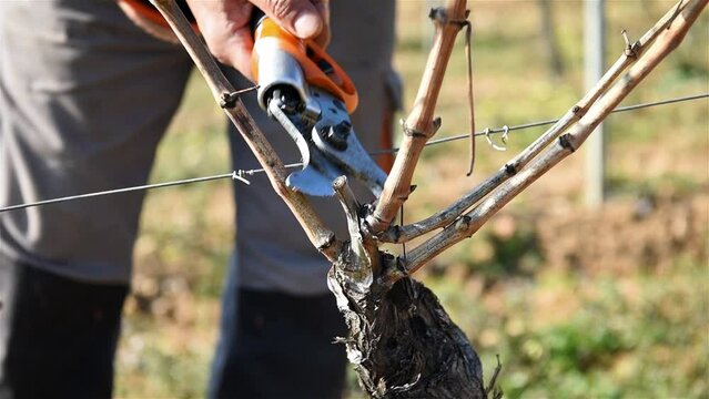 Winegrower pruning the vineyard with professional battery scissors. Traditional agriculture. Winter pruning, Guyot method. Footage.