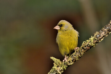 Fototapeta premium verderón común en una rama con liquenes (Chloris chloris)​ Marbella, Andalucia España