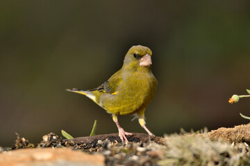 verderón común en el suelo del parque (Chloris chloris)​ Marbella, Andalucia España