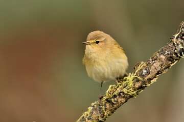  mosquitero común posado en una rama con liquenes (Phylloscopus collybita)​