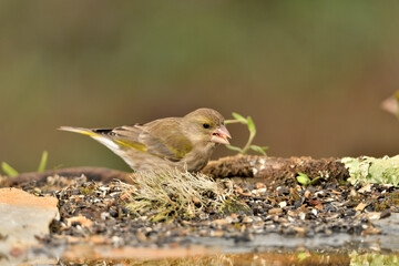 verderón común macho oculto en el suelo entre arbustos (Chloris chloris)​ Marbella, Andalucia España