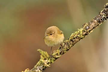  mosquitero común (Phylloscopus collybita)​