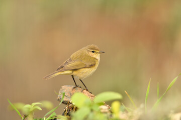  mosquitero com&uacute;n pposado en el suelo del bosque (Phylloscopus collybita)​